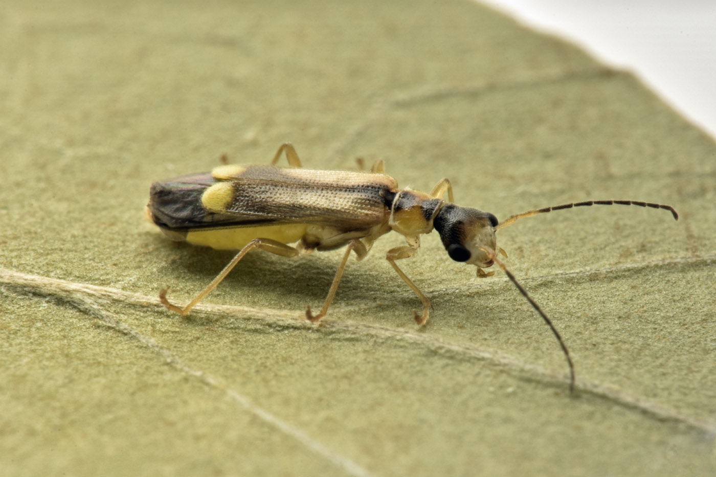 Cantharidae: Malthinus seriepunctatus? S